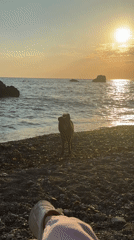 Dog and owner enjoy sunset beach time in Bar