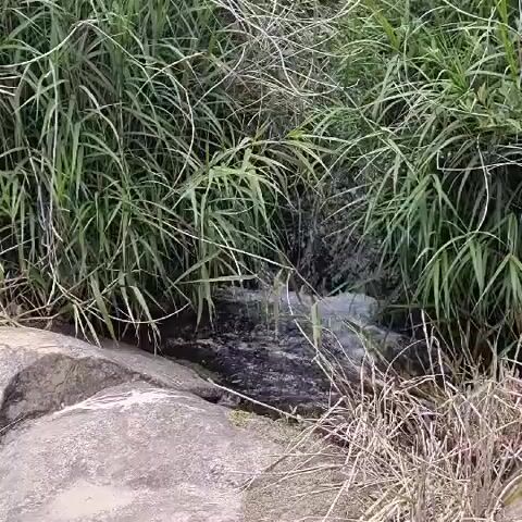 The video shows a small stream flowing through dense green reeds and dry grasses. Large grey rocks are visible on the left side of the stream. The water appears to be flowing rapidly and is somewhat murky. There are no people or animals visible in the video. The overall environment suggests a natural, possibly rural or wilderness setting.
