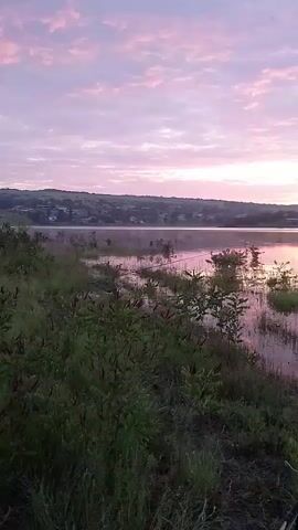 The video captures a serene dawn or dusk scene over a calm body of water in Lovets, Bulgaria. The sky is illuminated with soft pink and purple hues, interspersed with scattered clouds, which are beautifully reflected on the glassy surface of the water, creating a mirrored effect.

In the foreground, lush green vegetation, including grass and bushes, lines the water's edge. Two fishing rods are prominently featured, set up and angled into the water, indicating ongoing fishing activity. Small plants and reeds are also visible growing in the shallow parts of the water near the bank.

As the camera pans gently to the right, a white and grey inflatable boat appears in the lower right portion of the frame, partially resting on the shore and partially in the water. The distant shoreline reveals a faint outline of structures, possibly a village or town, nestled against a backdrop of rolling hills or mountains, all bathed in the soft light of the early morning or late evening. The scene exudes tranquility and natural beauty. No visible text is present in the video.