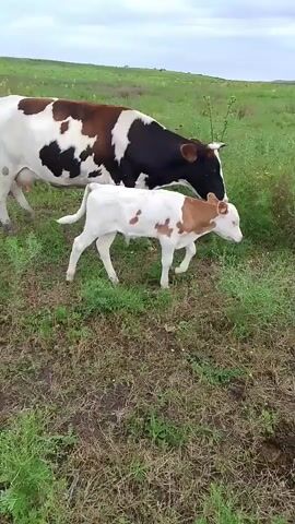 The video shows a cow and a calf walking together in a grassy field under a cloudy sky. The cow is black and white spotted, and the calf is mostly white with brown patches. The calf walks closely beside the cow, and at one point the cow lowers its head towards the calf, possibly nuzzling it. Another brown cow can be seen in the background to the right. The ground is covered in dry grass with some green shoots. The landscape appears open and rural.