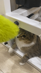 Tabby cat at home, plus a rainy evening walk