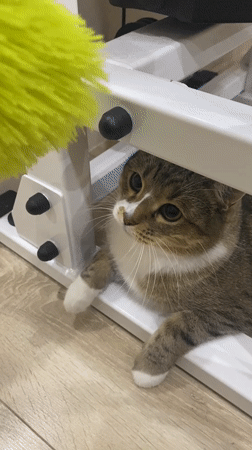 Tabby cat at home, plus a rainy evening walk
