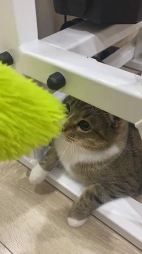 Tabby cat at home, plus a rainy evening walk