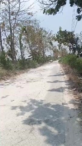 A person on a motorcycle is riding on a dirt road. The person is wearing a red shirt and is carrying large white bundles on the back of the motorcycle. There are trees and vegetation on both sides of the road. The sky is clear and blue.