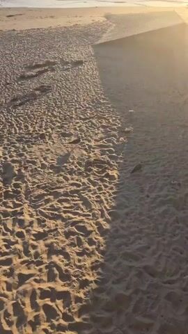 A sunlit beach with rippled sand is visible. Several seagulls are scattered across the sand, some walking and some standing. The sunlight casts long shadows across the beach.