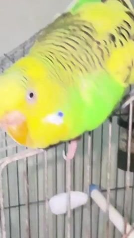 A budgie is perched on the top of its cage, head tilted downwards. The budgie is predominantly yellow with black stripes on its back and wings. Its chest is green, and it has blue markings on its head, just above its beak. The beak is orange. The cage is made of metal bars, and inside the cage, there are white objects that appear to be food or toys. The background is a plain, light-colored wall. The camera angle is close-up and focused on the budgie.