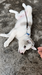 Person plays with collared puppy on concrete in Pokhara