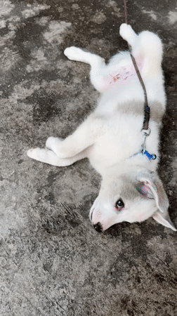 Person plays with collared puppy on concrete in Pokhara