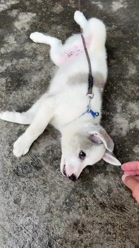 Person plays with collared puppy on concrete in Pokhara