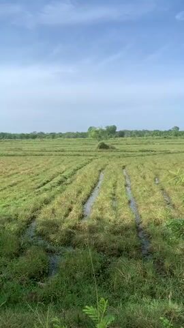 The video shows a wide, open agricultural field with rows of vegetation. The vegetation appears to be recently harvested or cut, with some areas showing water pooling between the rows. The field is bordered by a line of trees in the distance. The sky is partly cloudy with a light blue hue. The camera is stationary, capturing a static panoramic view of the rural landscape. The overall impression is one of a vast, cultivated area under a wide sky.