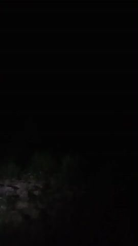 The video begins by showing a dark outdoor environment at night. A faint, reddish-pink light is visible in the distance, illuminating a patch of what appears to be vegetation or foliage. The camera then pans slightly to the right, causing the light source to disappear from view and the screen to become completely dark. The remainder of the video consists of a black screen.