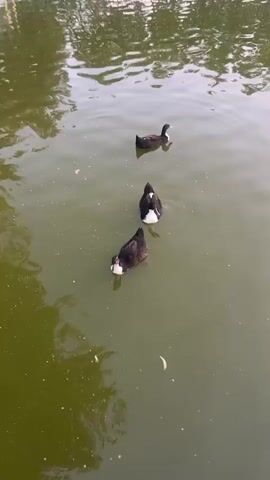 Three ducks are swimming in a body of water. The ducks are dark colored with white markings on their chests. They are swimming in a line, one behind the other. The water is green and appears murky. There are reflections of trees or buildings on the surface of the water.