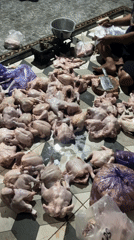 Chicken processing operation documented in Indonesian village