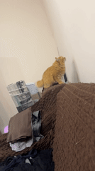 Domestic cats observed lounging throughout Sochi residential areas