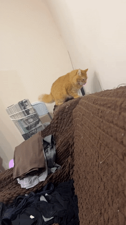 Domestic cats observed lounging throughout Sochi residential areas