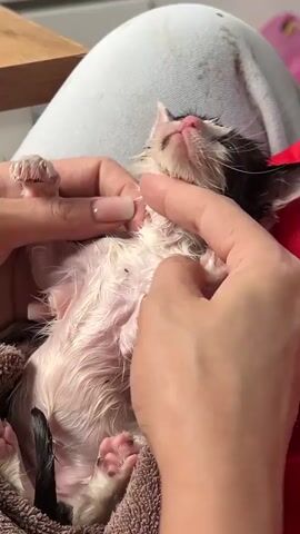 The video shows a close-up of a person's hands holding a very young, wet kitten. The kitten is black and white with its eyes closed. The person's hands are gently stroking the kitten's face and neck. The kitten appears to be lying on a brown towel, and the person is wearing light-colored pants. The background is blurred, but a wooden surface is visible in the upper left corner.