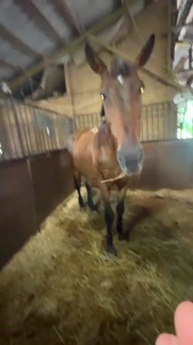 Up close with horses at a Sochi stable