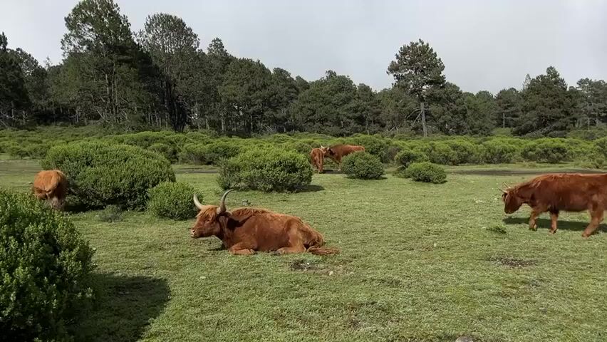 The video shows a herd of shaggy, brown cattle grazing in a grassy field. The field is dotted with lush green bushes and bordered by a dense forest of pine trees. In the foreground, a large bull with prominent horns lies down in the grass, while another cow grazes nearby. Two other cows are visible in the background, also grazing. The sky is overcast, suggesting a cool or possibly rainy day.
