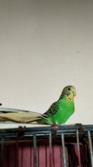 Baku home life: pets, balcony flowers, and a hearty baked dish