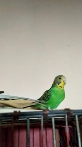 Baku home life: pets, balcony flowers, and a hearty baked dish