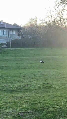 The video shows a stork walking on a green lawn. In the background, there's a house with grey siding and white-framed windows. Some trees are visible behind the house. The sky is bright, suggesting it might be late afternoon or early morning. The lawn is well-maintained.