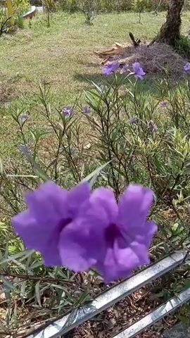 A close-up shot of a bright purple flower is in focus, with other purple flowers and green foliage blurred in the background. The camera pans slightly, revealing a grassy area with a tree and some dried vegetation. A white railing is visible at the bottom of the frame. The scene appears to be outdoors in a garden or park.