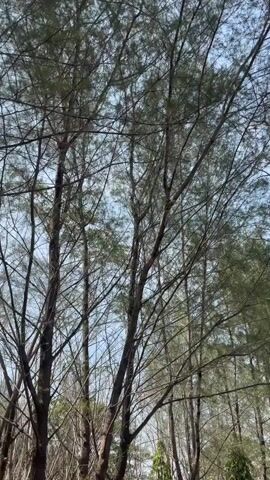 The video displays a high-angle view of trees with sparse foliage against a bright, overcast sky. Numerous thin branches and trunks crisscross the frame. In the upper left quadrant, a cluster of leaves forms a small, dark shape on a branch. A tall, slender utility pole is visible to the right of center, extending from the lower edge of the frame upwards. In the lower part of the frame, glimpses of what appear to be colorful umbrellas or awnings are visible, suggesting a public area beneath the trees. The overall impression is of a wooded area on a bright, possibly windy day.