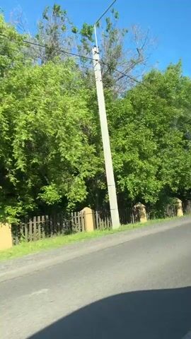 The video shows a roadside view, likely from inside a vehicle, looking out at lush green trees and a wooden fence with stone pillars. The sky is clear and blue. The road appears to be paved. There are no people visible in the video. The camera is moving, creating a slightly blurred effect on the foliage. The scene suggests a rural or suburban environment during daylight hours.
