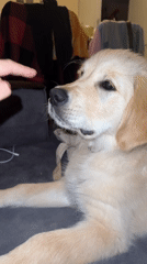 Golden retriever puppy receives gentle nose touch in Netanya
