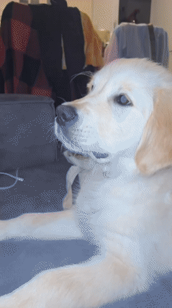 Golden retriever puppy receives gentle nose touch in Netanya