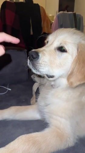 Golden retriever puppy receives gentle nose touch in Netanya