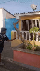 Man cuts tree trunk with machete on Juan Griego street