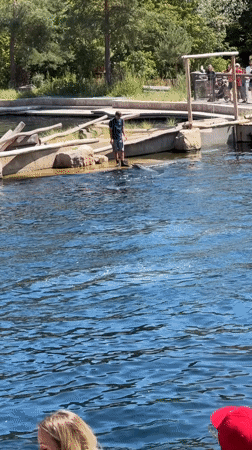 Morning at Nuremberg Zoo: dolphins, seals, and enclosure animals