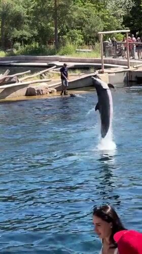 Morning at Nuremberg Zoo: dolphins, seals, and enclosure animals