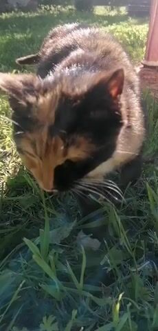 A calico cat with black, orange, and white fur walks through green grass. The cat is looking down at the grass. The sun is shining on the cat's fur. The background is blurred, but appears to be outdoors with some structures and trees. The video is very close up on the cat's face.
