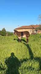 Rural farm life documented in Bulgarian village