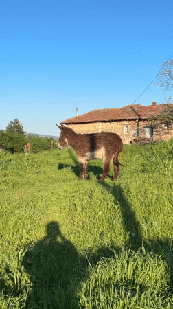 Rural farm life documented in Bulgarian village