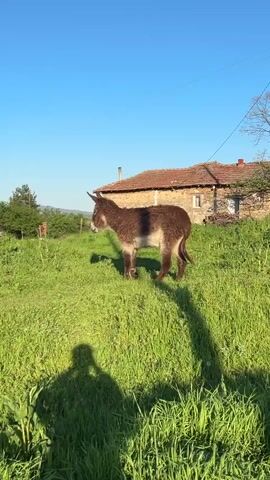 The video shows a donkey standing in a grassy field on a sunny day. The donkey is brown and grey, with a short tail and long ears. It is standing still and looking to the left. Behind the donkey is a stone house with a red tiled roof. The sky is blue and clear. The shadow of the videographer is visible in the foreground. There are some power lines in the background.