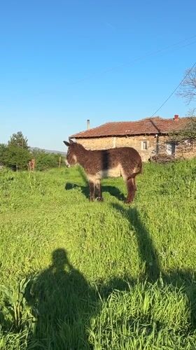 Rural farm life documented in Bulgarian village