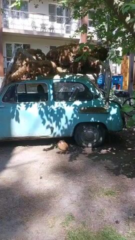 The video shows a blue vintage car parked outdoors on a sunny day. The car is heavily loaded with what appears to be hay or straw on its roof. There is a brown object, possibly a coconut or a large stone, lying on the ground near the rear wheel of the car. The car is partially shaded by trees, and the sunlight creates dappled patterns on the ground and the vehicle. In the background, a building with a balcony and railings is visible. A tree trunk is also present to the right of the car, with some branches extending over it. The overall scene suggests a rural or outdoor setting, with the car being used to transport a large load.