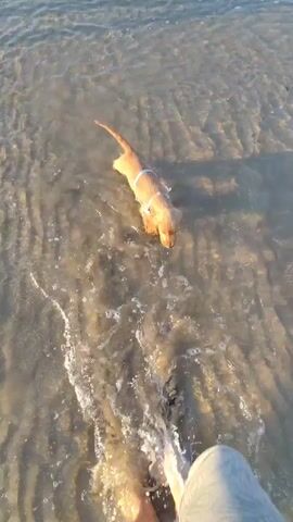 A person walks barefoot through shallow ocean water at the beach alongside a small, light brown dog wearing a blue harness. The dog wades and splashes in the water, tail wagging. The water is clear and sandy. The sand of the beach appears tan.
