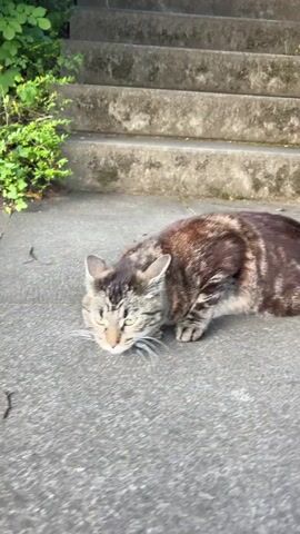 The video begins with a close-up shot of a tabby cat lying on a concrete surface. The cat has green eyes and its fur is a mix of brown, black, and gray stripes. In the background, a set of concrete stairs is visible, with lush green foliage on the left side. The cat is initially lying on its side, with its head resting on the ground. It then lifts its head and begins to roll over, exposing its belly. The cat continues to roll and stretch its limbs, appearing playful and relaxed. The video ends with the cat lying on its back, paws in the air, looking towards the camera. The lighting suggests it is daytime, possibly early morning or late afternoon, with soft sunlight filtering through.