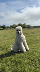 White poodle sits in field in Kamenar, Bulgaria