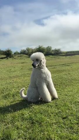 A medium shot captures a large, white standard poodle sitting upright in a grassy field under a blue sky with scattered clouds. The dog sits facing left, then opens its mouth to pant, turns its head to the right, and stands up to walk towards the camera with its tongue lolling out. The field has a gentle slope and is bordered by low trees and shrubs. A patch of yellow flowers is visible in the distance.
