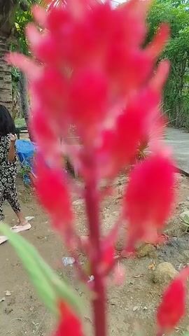 A red celosia flower is shown in close-up. The flower has a tall, spiked appearance, with many small, feathery petals clustered together. The stem is thick and red, with green leaves emerging from it. The background is blurred, showing a dirt path, some greenery, and a few out-of-focus objects, possibly clothes hanging on a line. The lighting is natural and appears to be outdoors. The video is very short, showing only the flower and its immediate surroundings.