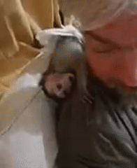 Man cares for baby monkey at Thailand residence