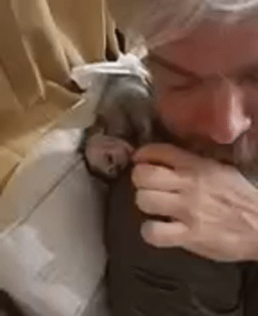 Man cares for baby monkey at Thailand residence