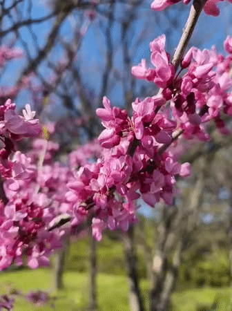 Spring blooms documented at Kryvyi Rih Botanical Garden, Ukraine