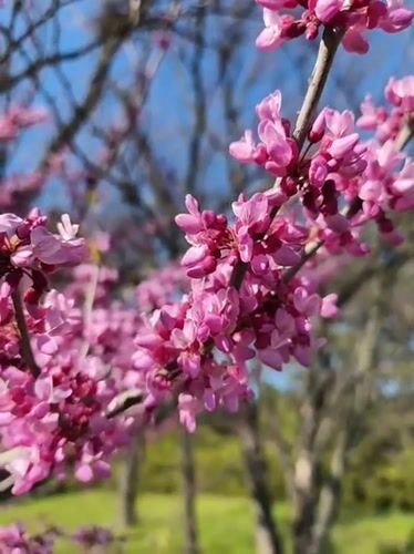 Spring blooms documented at Kryvyi Rih Botanical Garden, Ukraine