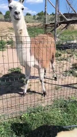 The video shows a white and brown llama behind a green metal fence. A hand is holding a slice of white bread towards the llama. The llama leans over the fence and eats the bread. The llama has long ears and a long neck. The background is a dirt field with some bushes and trees. The sky is blue with white clouds. The video is shot in daylight.